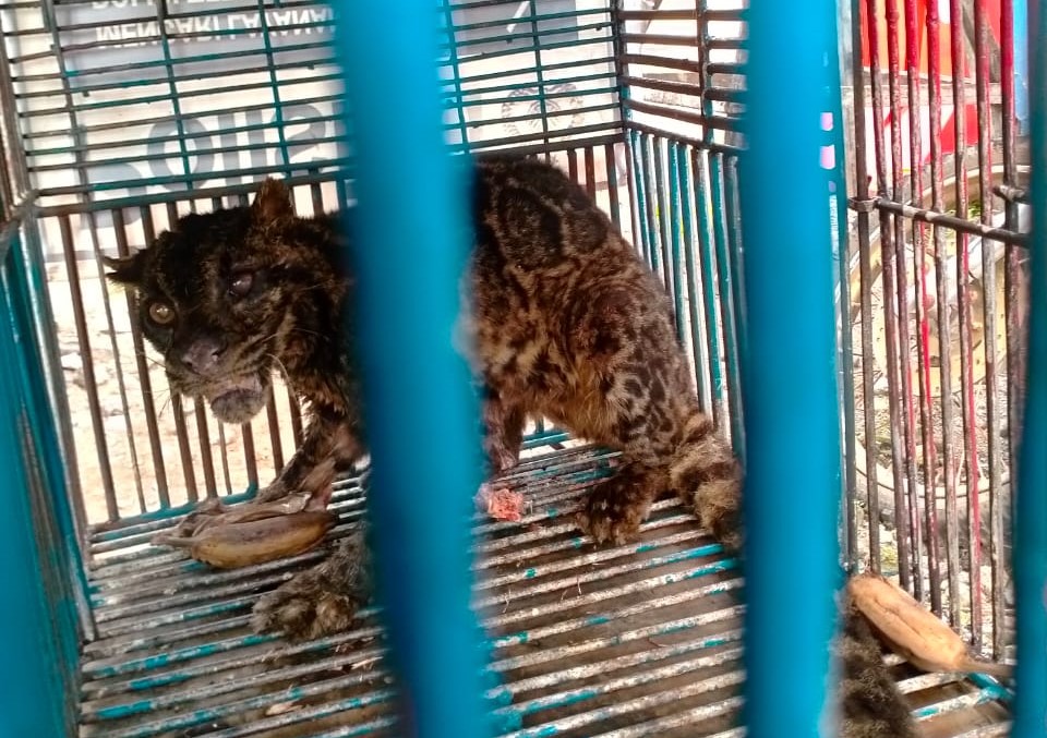 Macan dahan yang berhasil ditangkap usai memangsa ternak warga di Pesisir Selatan(hms/bksda)