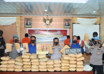 Putus peredaran Ganja di Pasbar, Polisi Sita 56 Paket Besar