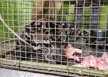 Terjerat Jebakan Babi, BKSDA Sumbar Evakuasi Macan Dahan ke TMSBK Bukittinggi