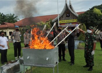 Musnahkan Puluhan Kilogram Ganja, Polres Pasaman Barat Sebut ada Aktor dari Dalam Penjara
