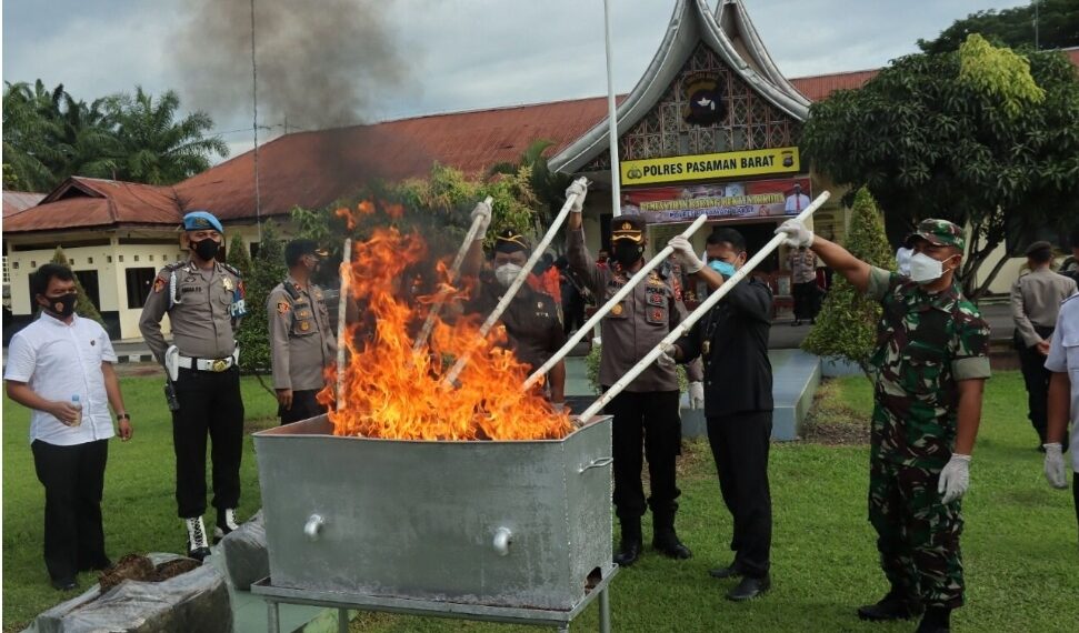 Musnahkan Puluhan Kilogram Ganja, Polres Pasaman Barat Sebut ada Aktor dari Dalam Penjara