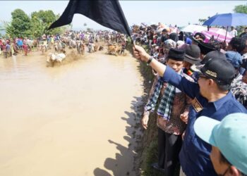 Bupati: Alek Pacu Jawi Jangan Disertai dengan Praktik Perjudian