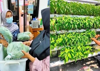 Dinas Pangan Kota Solok Panen Sayuran Hidroponik di Pekarangan Kantor Sendiri