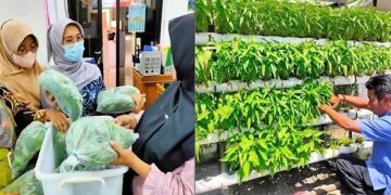 Dinas Pangan Kota Solok Panen Sayuran Hidroponik di Pekarangan Kantor Sendiri