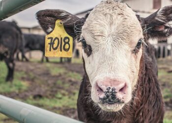 Waspada PMK, Begini Aturan Khusus Jika Membeli Hewan Ternak dari Luar Sumbar