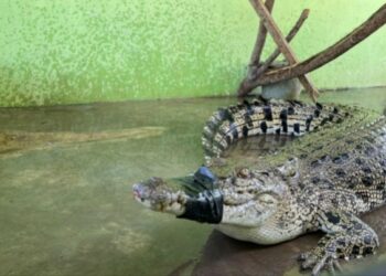 Tim WRU BKSDA Sumbar Berhasil Evakuasi Buaya di Sungai Sapih Kuranji