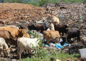 Hewan Terserang PMK di Sumbar Bertambah 73 Ekor, Total 428 Ekor