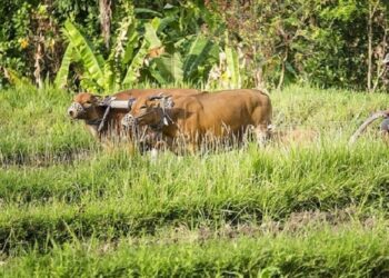 Wabah PMK di Sumbar Telah Menyebar di 118 Desa/Nagari