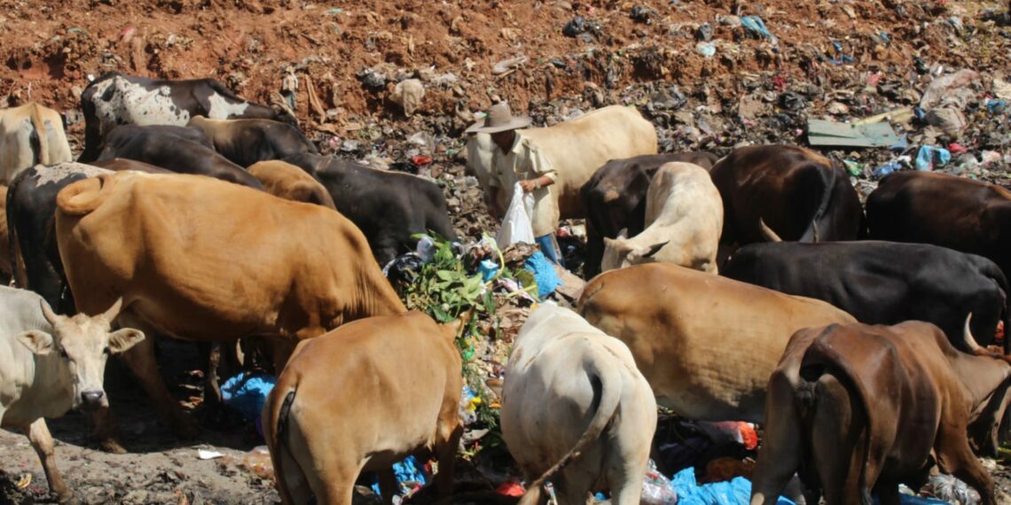 Update Perkembangan PMK di Sumbar, Ada 5 Hewan Berhasil Sembuh