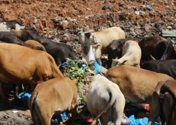 Update Perkembangan PMK di Sumbar, Ada 5 Hewan Berhasil Sembuh