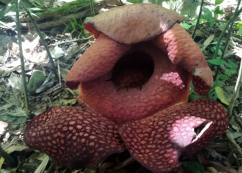 Bunga Langka Raflesia Arnoldi Tumbuh Mekar di Nagari Saniang Baka Kabupaten Solok