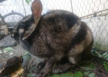 Kelinci Sumatera yang Ditemukan di Nagari Saniang Baka Kabupaten Solok Mati