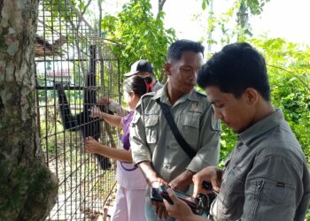 Tim BKSDA Sumbar Catat Penyerahan Satwa yang Dilindungi dari Warga Sepanjang Juni 2022