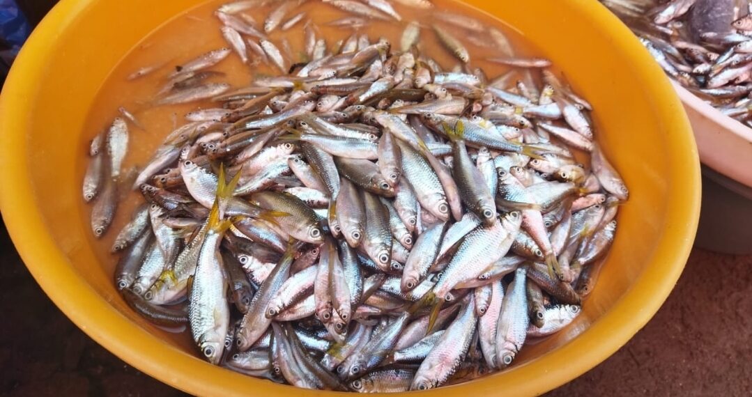 Setelah Harga Cabai, Harga Ikan Bilih Ikut Naik Jadi Rp80 Ribu Perkilogram