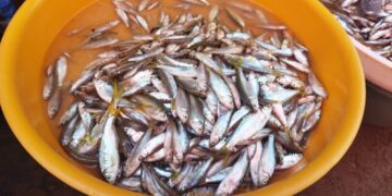 Setelah Harga Cabai, Harga Ikan Bilih Ikut Naik Jadi Rp80 Ribu Perkilogram