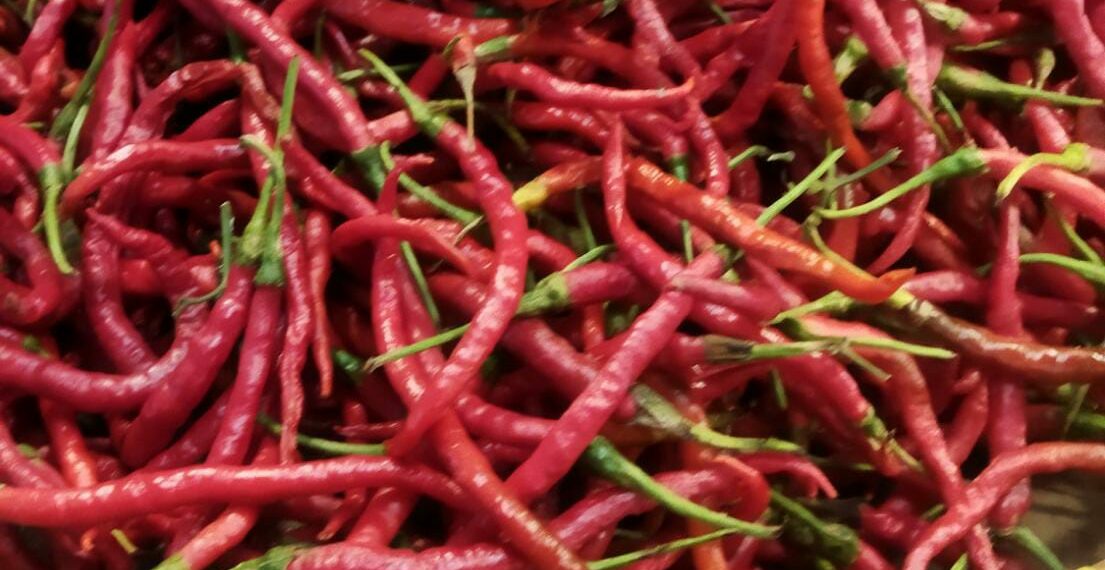 Gagal Panen, Harga Cabai di Pasar Raya Kota Solok Meroket, Capai Rp 55 Ribu Per Kilogram