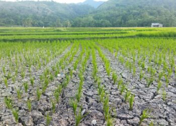Kekeringan Sawah Terjadi di Kabupaten Solok, Warga Gotong Royong Perbaiki Saluran Air