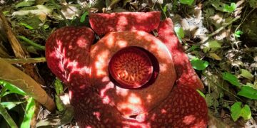 Bunga Raflesia Kembali Ditemukan Mekar Sempurna di Nagari Saniang Baka