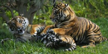 Refleksi Global Tiger Day: Jadikan Sumbar Sebagai Nagari Ramah Harimau
