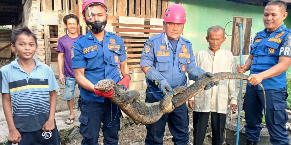 Masuk ke Pekarangan Rumah Warga, Seekor Biawak Dengan Panjang 1,5 Meter Berhasil Dievakuasi