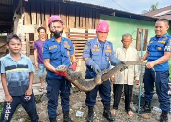 Masuk ke Pekarangan Rumah Warga, Seekor Biawak Dengan Panjang 1,5 Meter Berhasil Dievakuasi