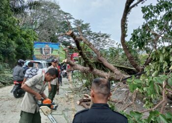 Akibat Angin Kencang, Sebuah Pohon Tumbang di Jalan Padang – Solok, Akses Lalu Lintas Terhambat