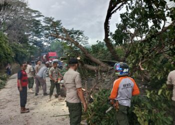 Pasca Pohon Tumbang, Akses Jalan Padang – Solok Sudah Bisa Dilewati