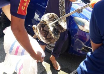 Damkar Kota Solok Evakuasi Ular Piton Sepanjang Empat Meter dari Selokan Rumah Warga