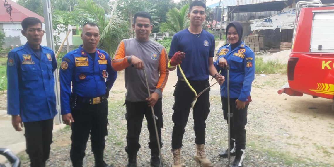 Seorang Warga di Kota Solok Panik Ular Muro Masuk Rumahnya