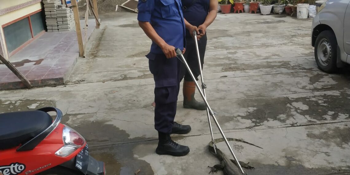 Biawak Masuk Stir Bundo di Kota Solok, Damkar Langsung Evakuasi