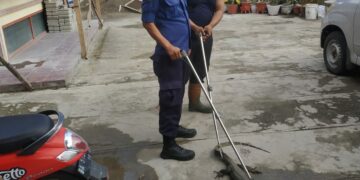 Biawak Masuk Stir Bundo di Kota Solok, Damkar Langsung Evakuasi