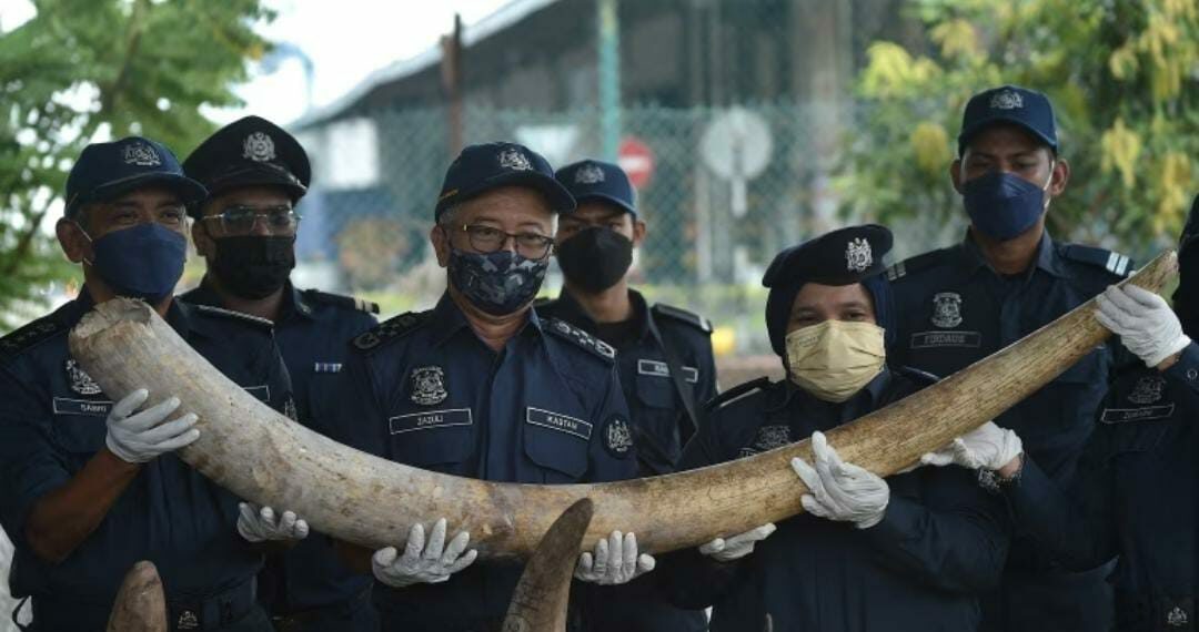 Malaysia Sita Gading Gajah Afrika, Sisik Trenggiling Bernilai 18 Juta Dollar