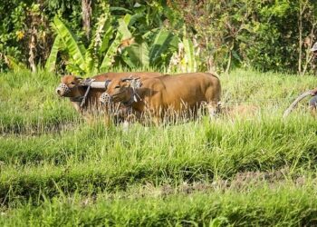 BNPB Tetapkan Sumbar Masuk Zona Merah Wabah PMK