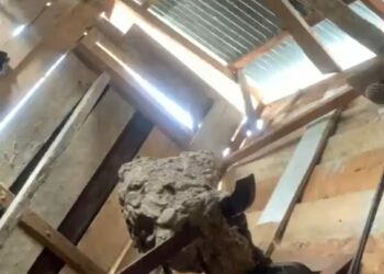 Ditinggal Pemilik, Damkar Kota Solok Evakuasi Sarang Tawon Dari Rumah Warga