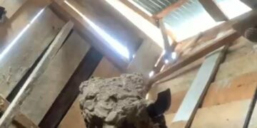 Ditinggal Pemilik, Damkar Kota Solok Evakuasi Sarang Tawon Dari Rumah Warga