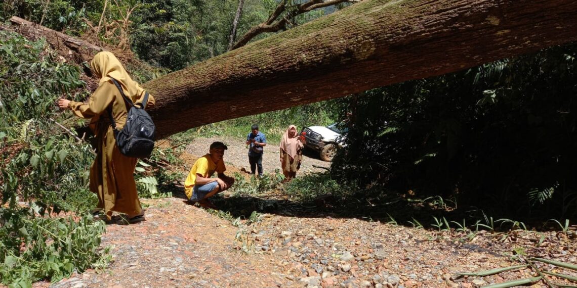 Pohon Tumbang Tutup Akses Jalan Menuju Nagari Garabak Data Kabupaten Solok