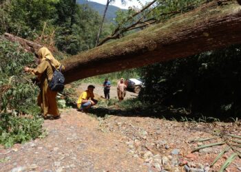 Pohon Tumbang Tutup Akses Jalan Menuju Nagari Garabak Data Kabupaten Solok