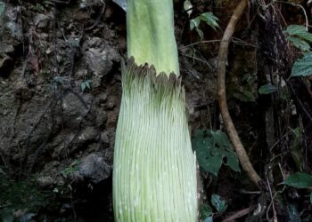 Tim Belukar Pokdarwis Tangaya Temukan Bunga Bangkai Langka, Amorphophallus Titanum yang Tumbuh di Nagari Saniang Baka