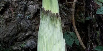 Tim Belukar Pokdarwis Tangaya Temukan Bunga Bangkai Langka, Amorphophallus Titanum yang Tumbuh di Nagari Saniang Baka