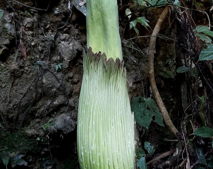 Tim Belukar Pokdarwis Tangaya Temukan Bunga Bangkai Langka, Amorphophallus Titanum yang Tumbuh di Nagari Saniang Baka