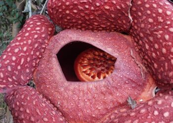 Raflesia Kembali Mekar di Nagari Saniang Baka, Total Sudah Sembilan Temuan Selama 2022