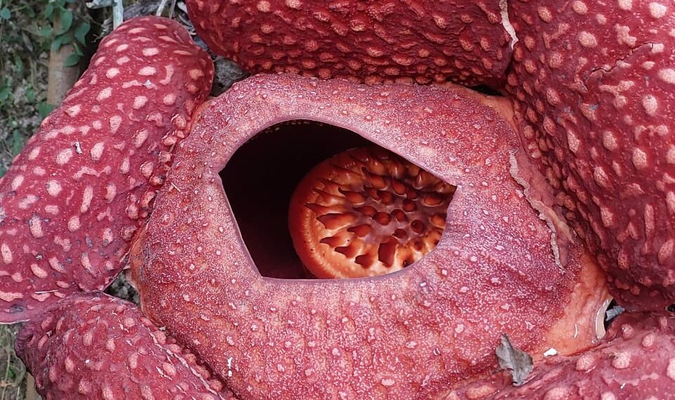 Raflesia Kembali Mekar di Nagari Saniang Baka, Total Sudah Sembilan Temuan Selama 2022