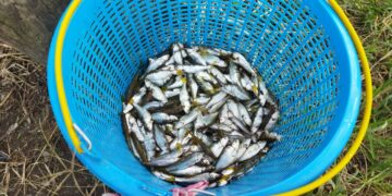 Sempat Naik hingga Rp 100 Ribu, Kini Ikan Bilih Rp 40 Ribu per Kilogram