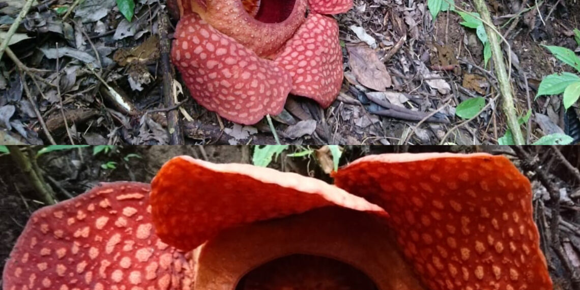 Dua Raflesia Mekar Bersamaan dan Berdekatan di Hutan Aia Bareh Nagari Saniang Baka