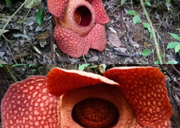 Dua Raflesia Mekar Bersamaan dan Berdekatan di Hutan Aia Bareh Nagari Saniang Baka