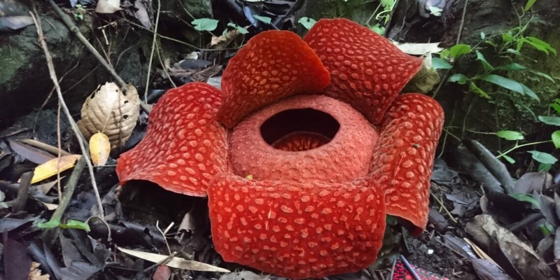 Sebanyak 17 Raflesia Ditemukan di Saniang Baka, Diperkirakan Dua Minggu Lagi akan Ada yang Mekar