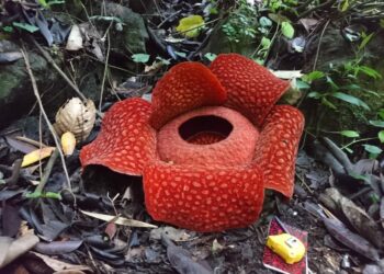 Sebanyak 17 Raflesia Ditemukan di Saniang Baka, Diperkirakan Dua Minggu Lagi akan Ada yang Mekar