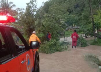 Pohon Tumbang Selesai di Evakuasi, Jalan Bisa Dilalui Kembali