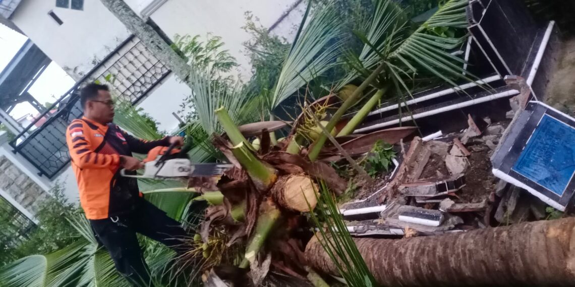 BPBD Kota Solok Evakuasi Pohon Kelapa yang Tumbang di Jalan Yos Sudarso