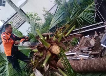 BPBD Kota Solok Evakuasi Pohon Kelapa yang Tumbang di Jalan Yos Sudarso
